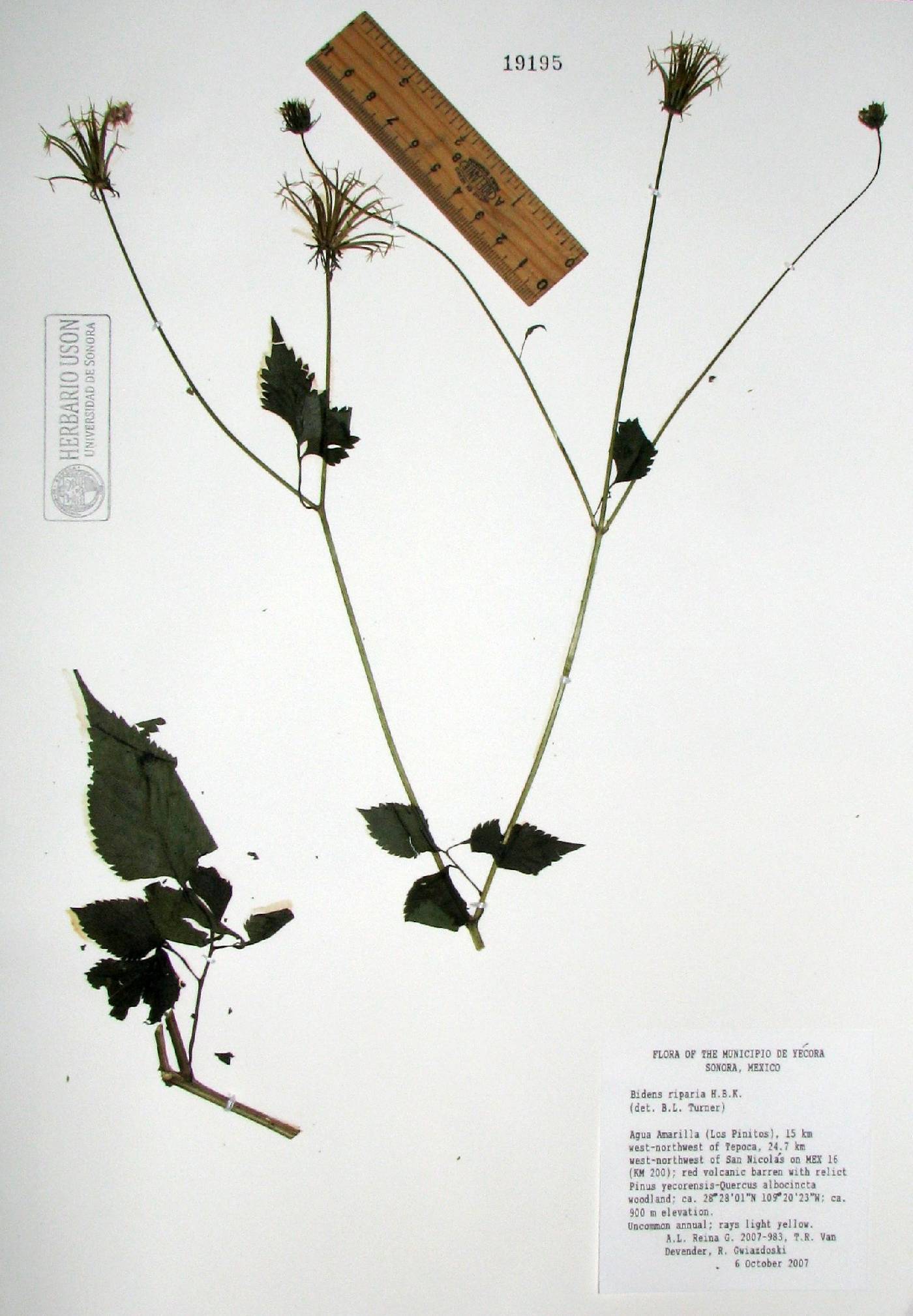 Bidens riparia image