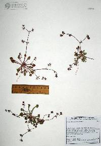 Chorizanthe pulchella image