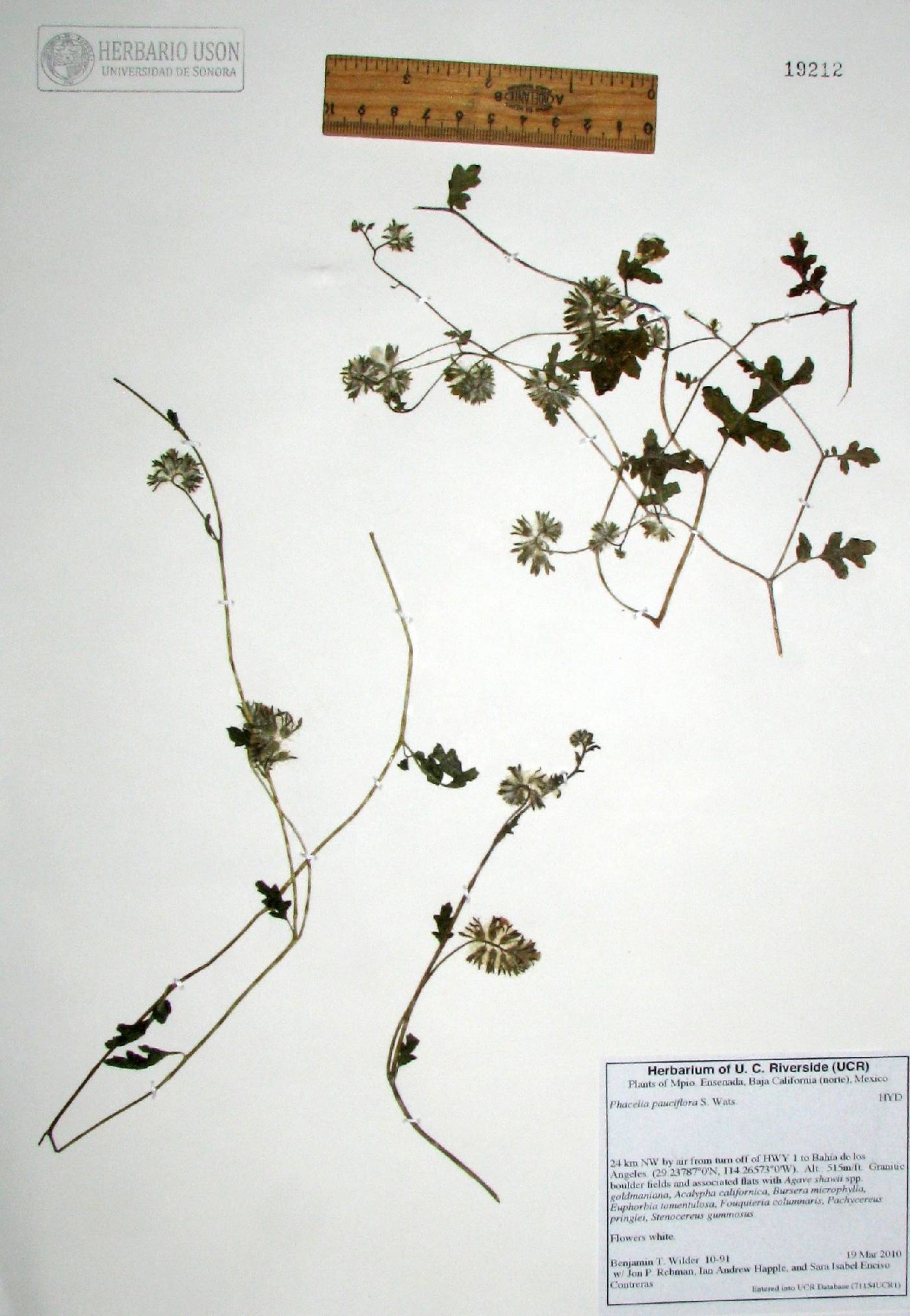 Phacelia pauciflora image