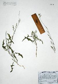 Lyrocarpa coulteri image