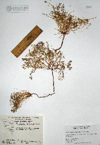 Euphorbia polycarpa var. polycarpa image