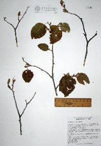 Croton fantzianus image