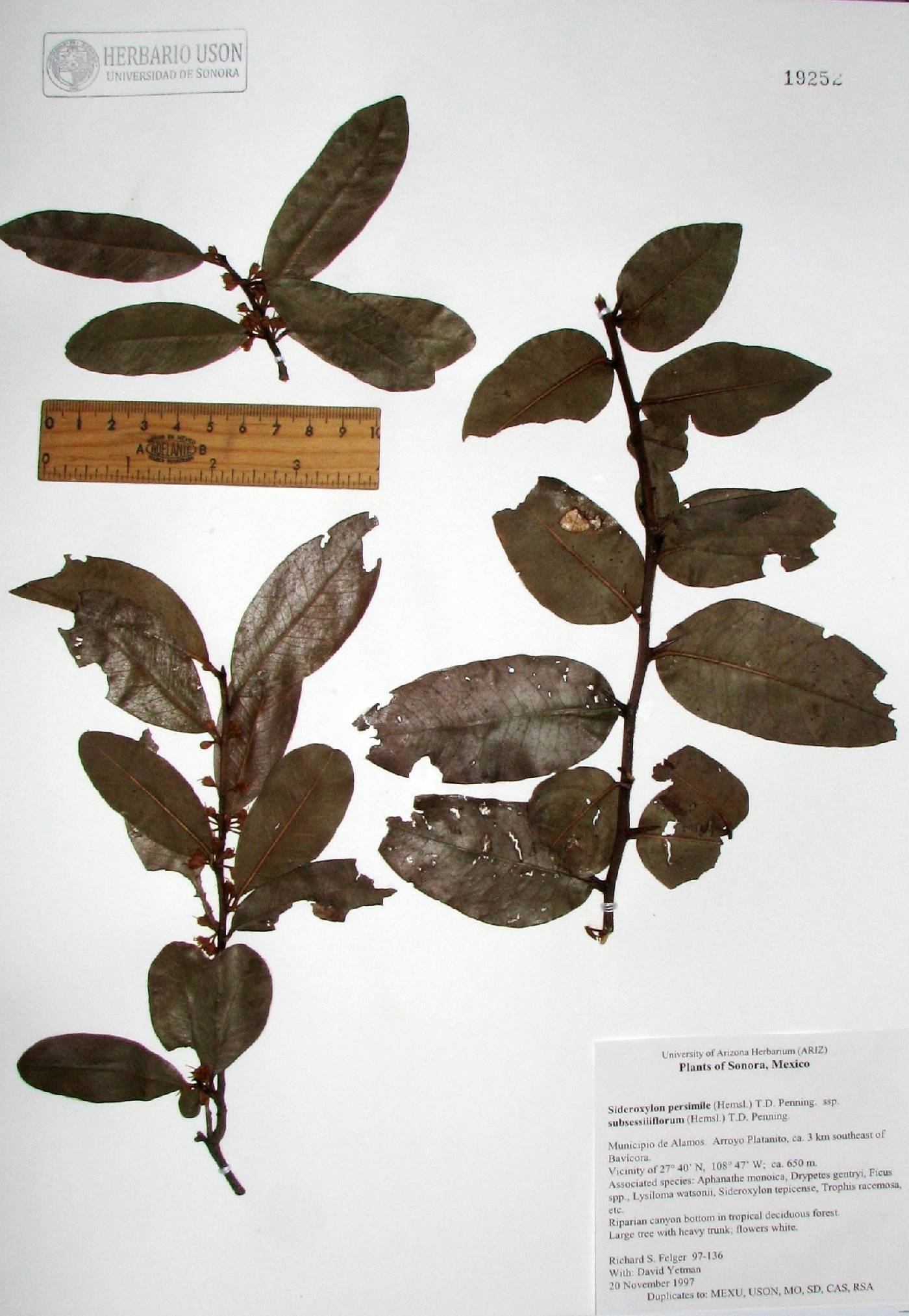 Sideroxylon persimile subsp. subsessiliflorum image
