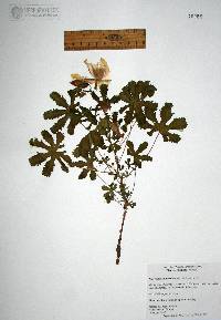 Amoreuxia palmatifida image