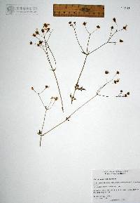 Coreocarpus sonoranus image