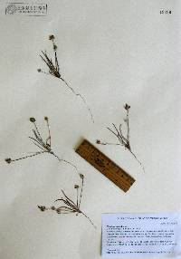 Plantago ovata image