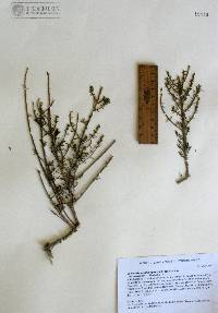 Xylothamia diffusa image