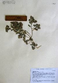 Dalea mollis image