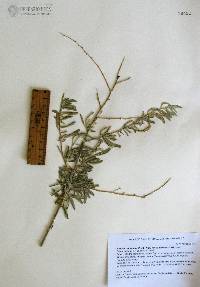 Atriplex canescens var. canescens image