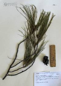 Pinus lumholtzii image