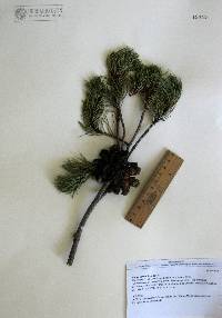 Pinus cembroides image