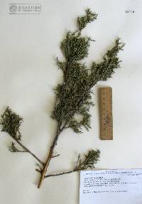 Juniperus deppeana image