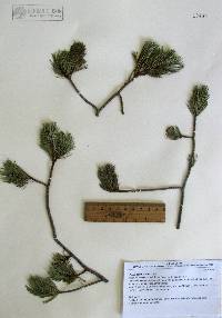 Pinus cembroides image