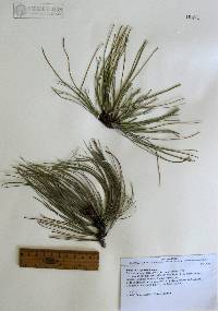Pinus durangensis image