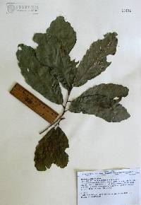 Quercus tuberculata image