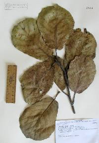 Quercus mcvaughii image