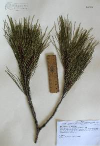 Pinus lumholtzii image
