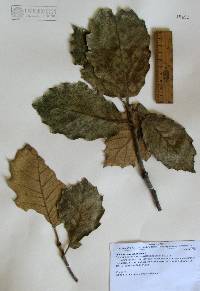 Quercus mcvaughii image