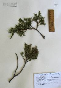 Juniperus deppeana image