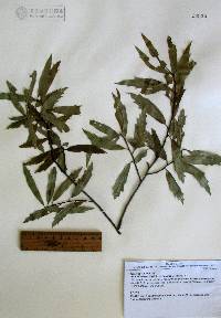 Quercus viminea image