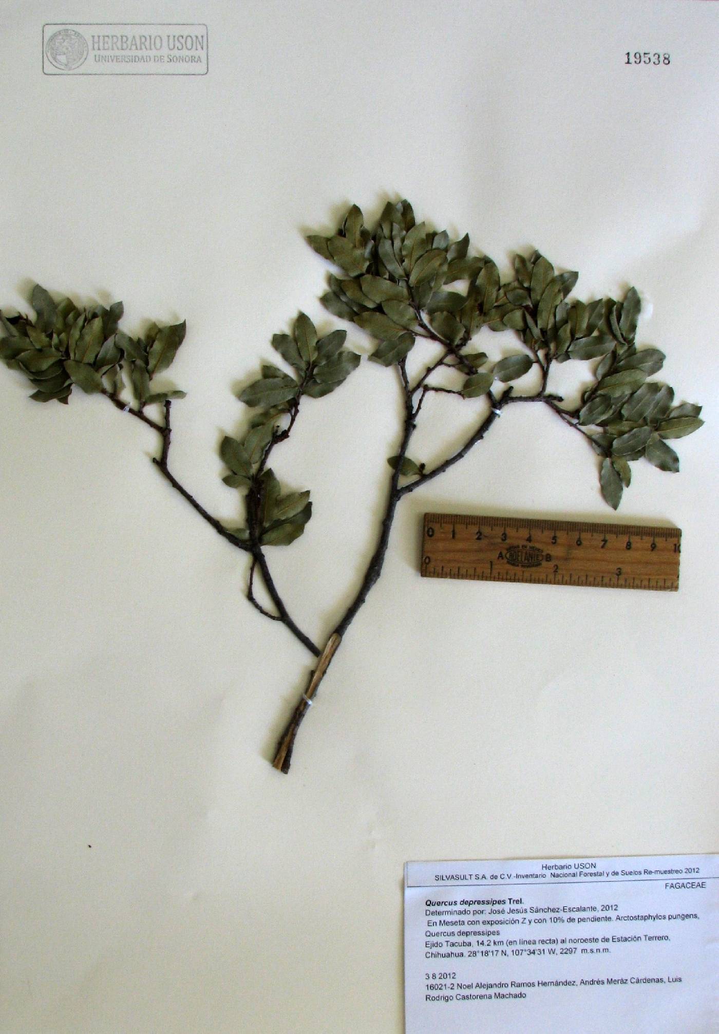 Quercus depressipes image