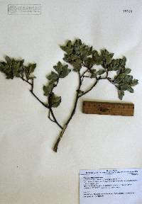 Quercus depressipes image