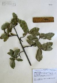 Quercus arizonica image