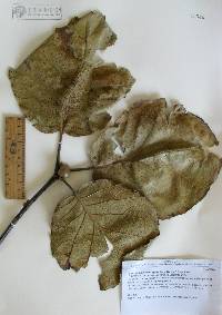 Quercus tarahumara image