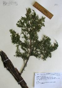 Juniperus scopulorum image