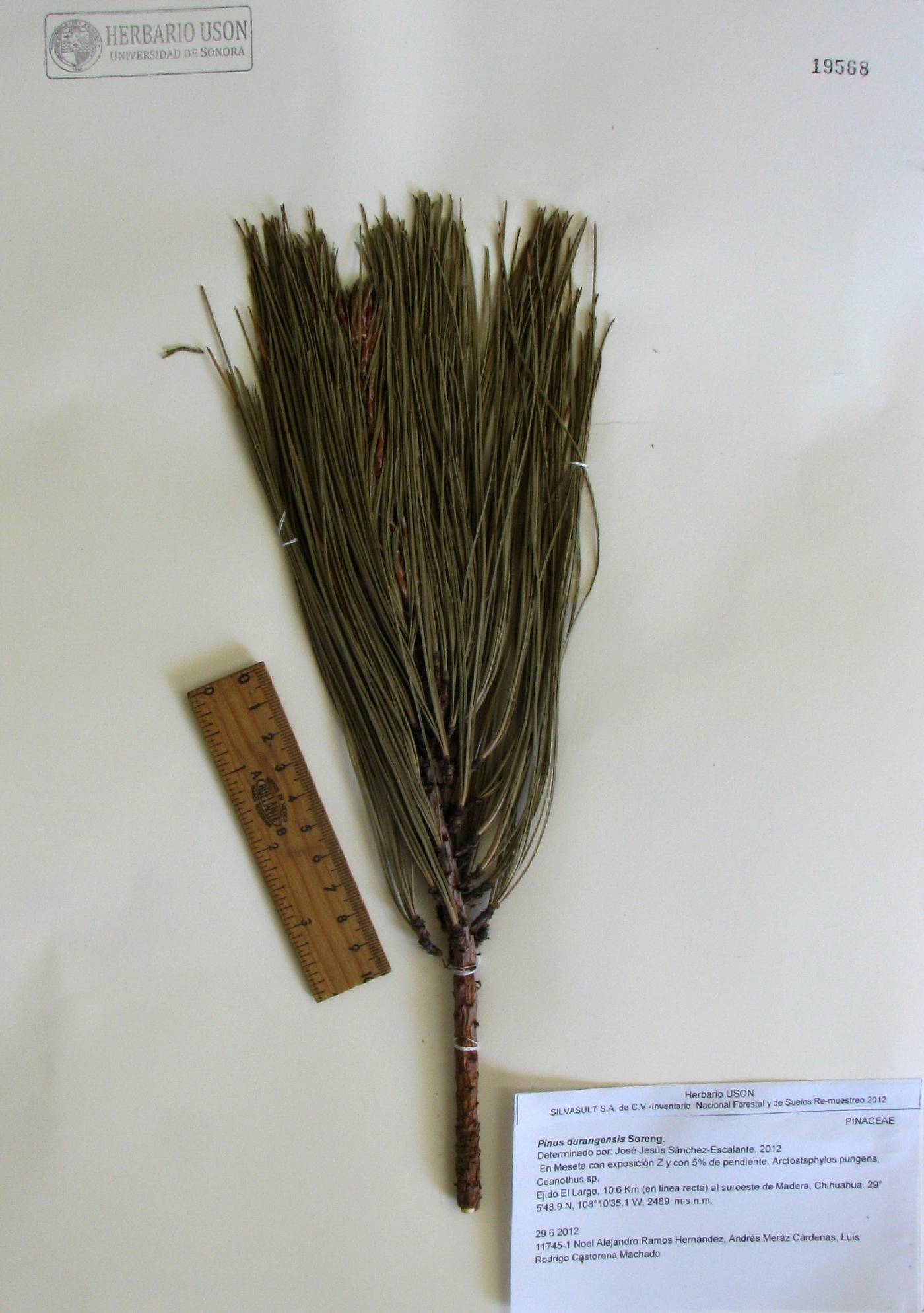 Pinus durangensis image