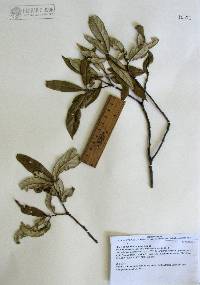 Quercus hypoleucoides image