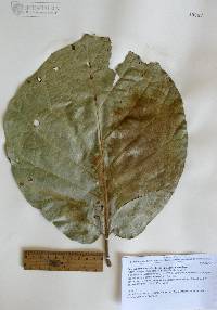 Quercus tarahumara image