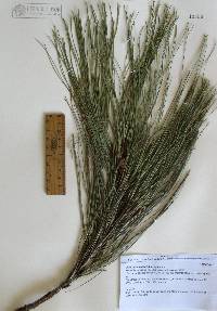 Pinus yecorensis image