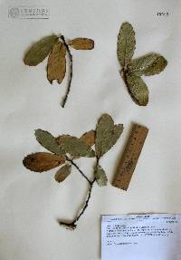 Quercus laeta image