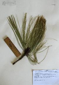 Pinus douglasiana image