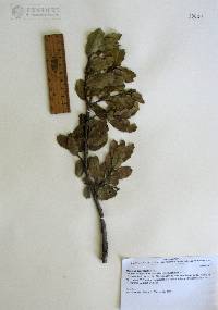 Quercus depressipes image