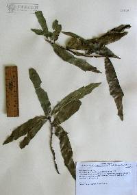 Quercus viminea image