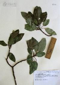 Arbutus xalapensis image