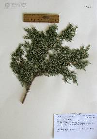 Juniperus deppeana image