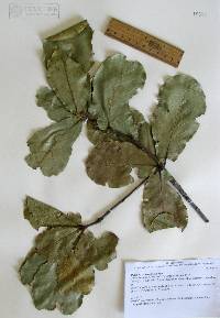 Quercus jonesii image