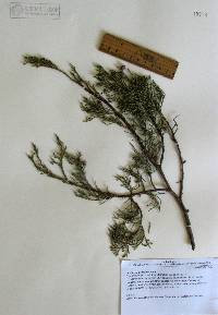 Juniperus deppeana image