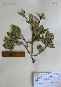 Quercus oblongifolia image