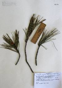 Pinus leiophylla var. chihuahuana image