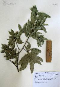 Quercus durifolia image