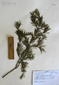 Abies durangensis image