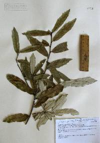 Quercus hypoleucoides image