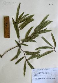 Quercus viminea image