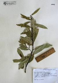 Quercus hypoleucoides image