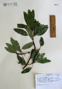 Arbutus arizonica image