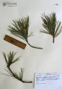 Pinus leiophylla var. chihuahuana image